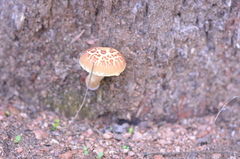 Heliocybe