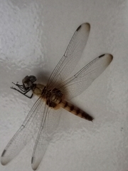 Urothemis signata