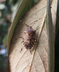 Rhaphigaster nebulosa