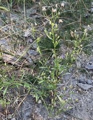 Erigeron canadensis