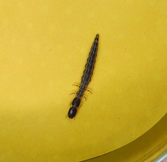 Raphidiidae