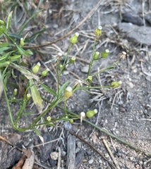 Erigeron canadensis