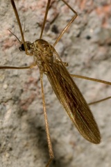 Molophilus