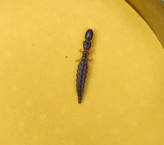 Raphidiidae