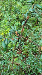 Disholcaspis quercusvirens