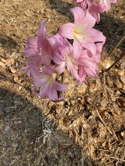 Amaryllis belladonna