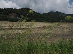 Phragmites karka