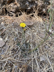 Crepis capillaris