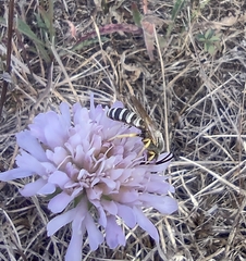 Halictus scabiosae