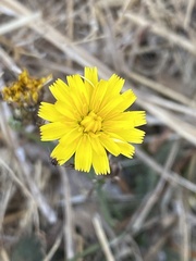 Crepis capillaris