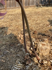 Amaryllis belladonna