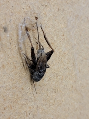 Gryllus pennsylvanicus