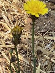 Crepis capillaris