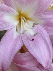 Amaryllis belladonna