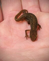 Lissotriton