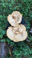 Bondarzewia berkeleyi