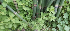 Euphorbia peplus