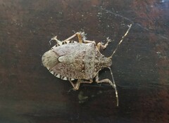 Halyomorpha halys