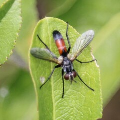 Cylindromyia