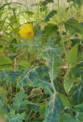 Argemone mexicana