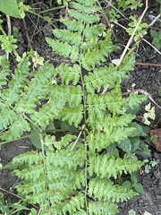 Pteridium