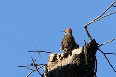 Colaptes auratus luteus