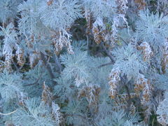 Artemisia mauiensis