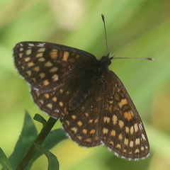 Melitaea
