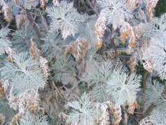Artemisia mauiensis