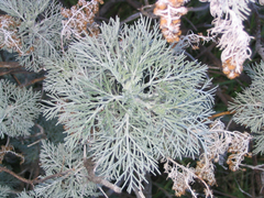 Artemisia mauiensis