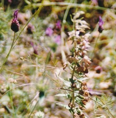 Epipactis helleborine tremolsii