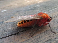 Mazaeras