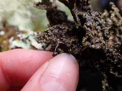Pseudocyphellaria