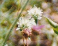 Thymus mastichina