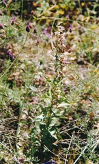 Epipactis helleborine tremolsii
