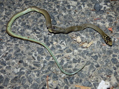 Hierophis viridiflavus