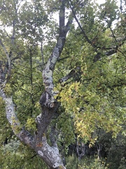 Acer monspessulanum