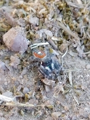 Phidippus californicus