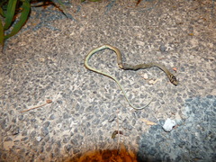 Hierophis viridiflavus