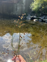 Juncus canadensis