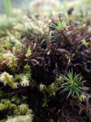 Scytinium palmatum