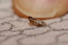 Bothriocera maculata
