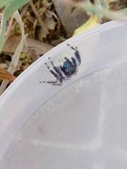 Phidippus californicus