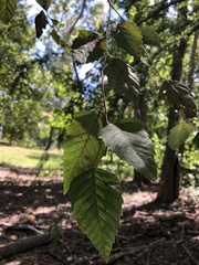 Betula nigra