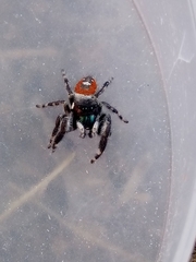 Phidippus californicus