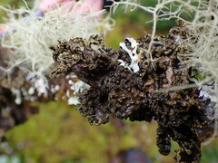 Pseudocyphellaria