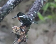 Chloroceryle americana