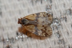 Bothriocera maculata