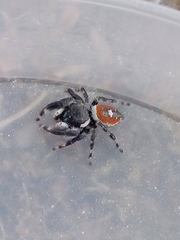 Phidippus californicus