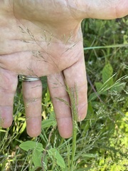 Agrostis perennans